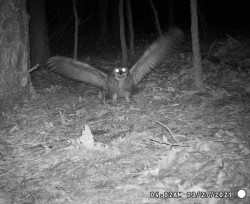 Great horned owl Photo: Bonnie Honaberger