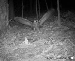 Great horned owl Photo: Bonnie Honaberger