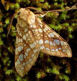 Hickory tussock moth Photo: Frank Kaczmarek