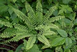 Maidenhair fern Photo: Sandy Dannis