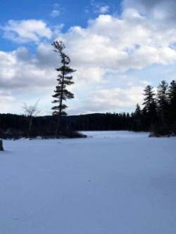 Snow trees Photo: Kristine Foster