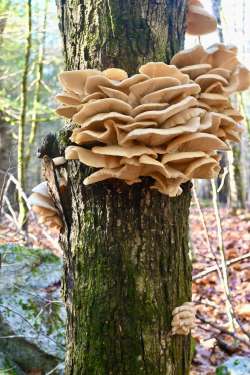 Oyster mushrooms Photo: Sue Mayotte