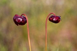 Pitcher plants Photo: Tom Grett