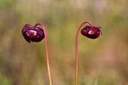 Pitcher plants Photo: Tom Grett