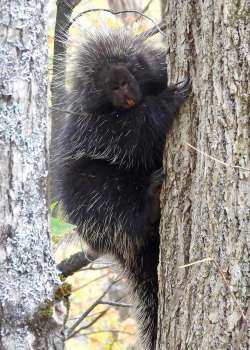 Porcupine Photo: Karinne Heise