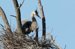 Rookery Photo: Jared Katz