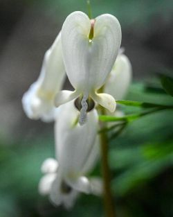 Squirrel corn Photo: Sandy Dannis