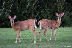 Twin fawns Photo: Jennifer Cummings