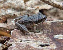 Wood froglet Photo: Kirk T. Gentalen