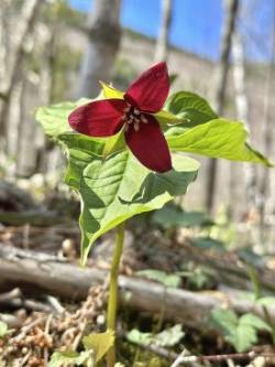 Red trillium Photo: Bekky Honkala