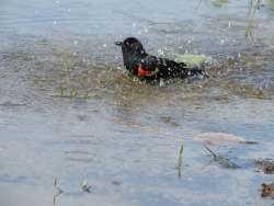 Blackbird bath Photo: Kelly Stettner