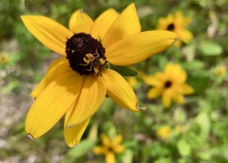 Ambush bug Photo: Karinne Heise