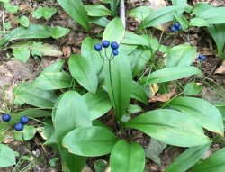 Blue bead lilies Photo: Sharon Bombard