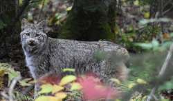 Bobcat Photo: Lonnie Jandreau