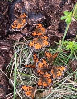 Crescent butterflies Photo: Sharon Bombard