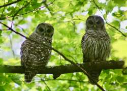 Curious owls Photo: Karinne Heise