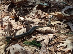 Backyard Snakes Photo: Nancy Fullerton