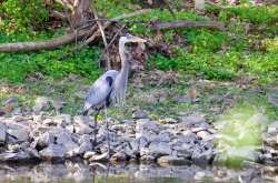 Great blue heron Photo: Tom Grett