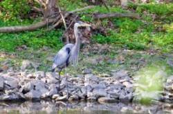 Great blue heron Photo: Tom Grett