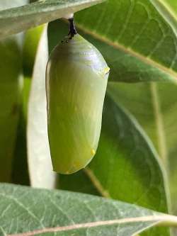 Monarch Photo: Sally Cornwell