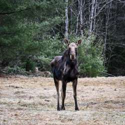 Moose Photo: Sandy Dannis