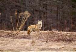 Coyote Photo: Jeannie Killam