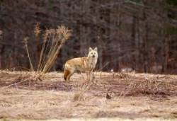 Coyote Photo: Jeannie Killam