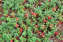 Wild mountain cranberries Photo: Deb Clough