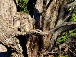 Owl in tree Photo: John DeWitt