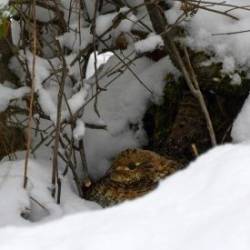 Ruffed Grouse Photo: AM Dannis