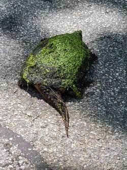 Snapping turtle Photo: Stephen Fox