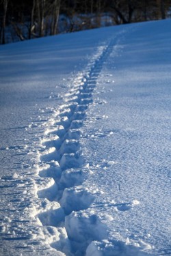 Snow tracks Photo: Sandy Dannis