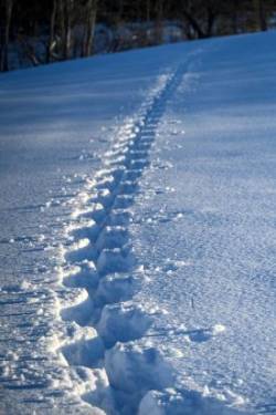 Snow tracks Photo: Sandy Dannis