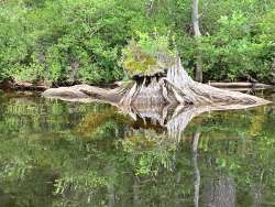 Stump reflection Photo: Nancy Halloran