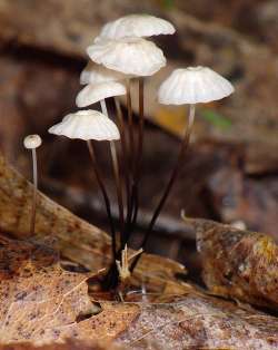 Fungus Photo: Frank Kaczmarek