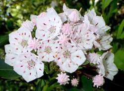 Mountain laurel Photo: Frank Kaczmarek