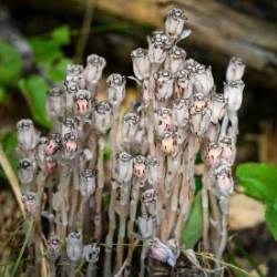 Ghost plant Photo: Sandy Dannis