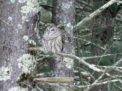 Barred owl Photo: Jere Wrightsman