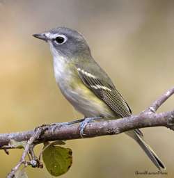 Blue headed vireo Photo: Jane Ogilvie