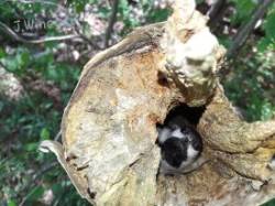 Chickadee Photo: Jen Winegar