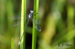 Spreadwing Damselfly Photo: Eric D'Aleo