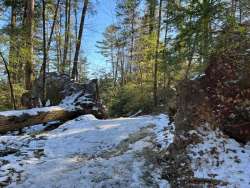 Forest blowdowns Photo: Sheri Larsen