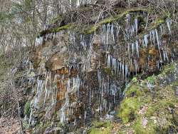 Frozen woodlands Photo: Igor Zlokarnik