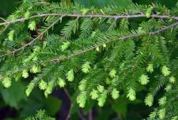 Hemlock growth Photo: Judy Sweet