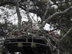 Horned owl nest Photo: John Hanlon