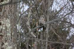 Owl Photo: Kit Emery