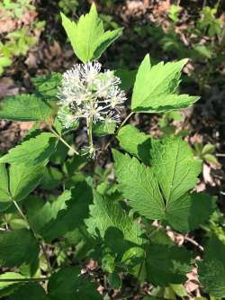 Red baneberry Photo: Mary S. Landon