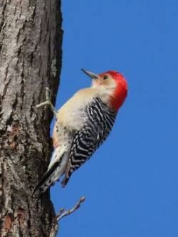 Woodpecker Photo: Charlie Schwarz