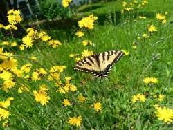 Swallowtail butterfly Photo: Richard Philben