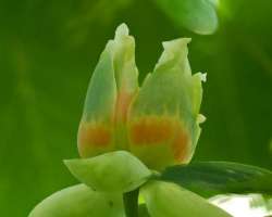 Tulip blossom Photo: Ross Lanius